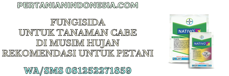 fungisida,tanaman,cabe,musim hujan,fungisida untuk cabe